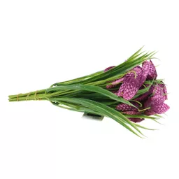 Fritilaria 3.jpg