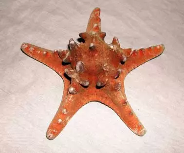 2 x Medium Thorney Starfish