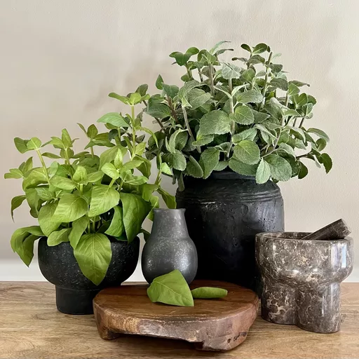 Basil in Matt Black Stone Planter