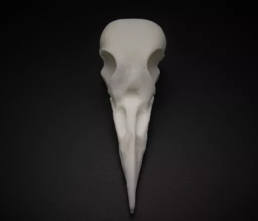Woodpecker Skull 3.jpg
