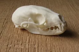 Pine Martin Skull 1.jpg