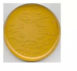 164974994144e50d6e5cac4b031af707cc495345b7.PNG?