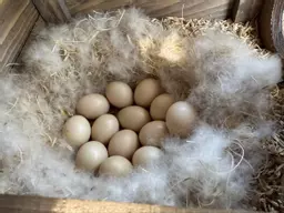 Pole duck nest box with eggs.jpg