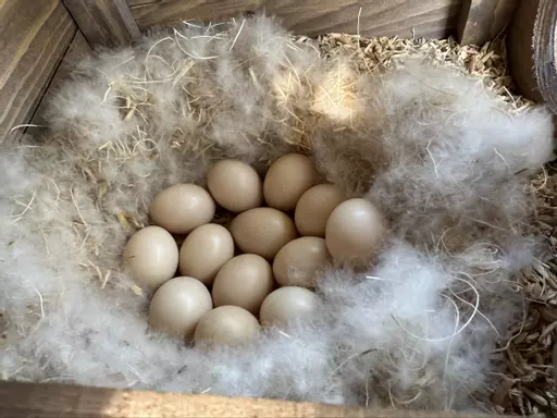 Pole duck nest box with eggs.jpg