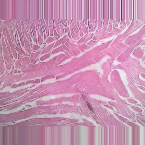 MICROSCOPE SLIDE - Non-striated muscle