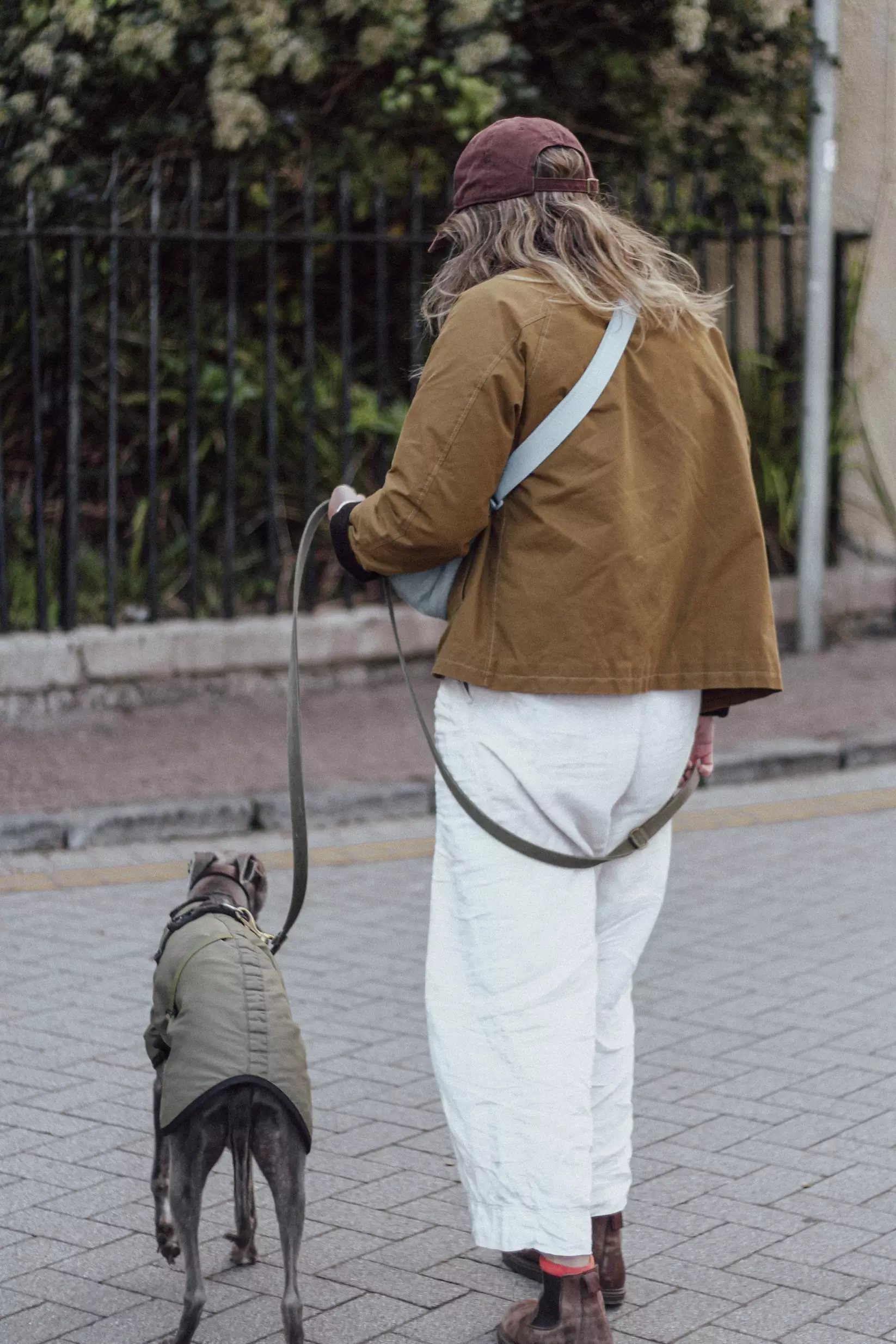Back of female and blue whippet walking through town