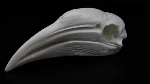 Hornbill 2.jpg