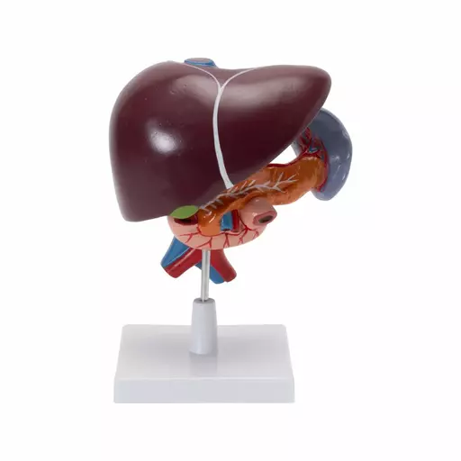 LIVER, PANCREAS & DUODENUM MODEL