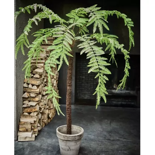 Tree Fern 105cm