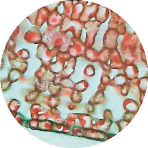 FINHC1006502.png