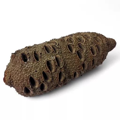 Banksia Grandis Seed pod