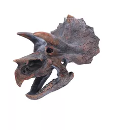 Triceratops 23cm (5).jpg