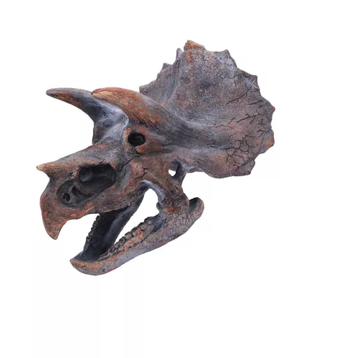Triceratops Skull