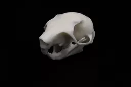 Squirrel 2.jpg