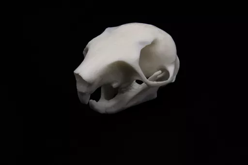Squirrel 2.jpg