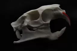 Coypu 1.jpg