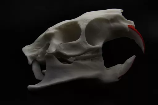 Coypu 1.jpg