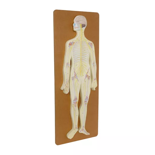 Philip Harris Nervous System Model