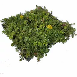 Mr Green Sedum Green Roof Tray Module.webp