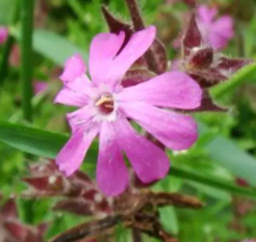 Red_Campion.jpg