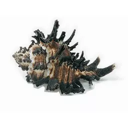 Murex Shell.jpg