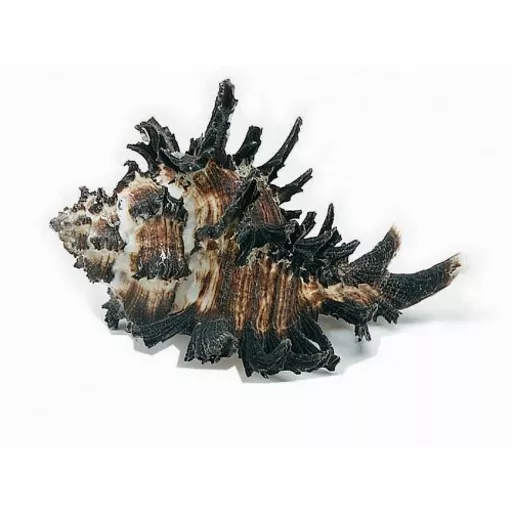 Murex Shell.jpg
