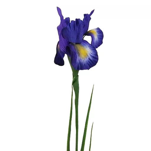 Iris Stem