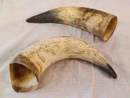 bh_504_horn_700b.jpg