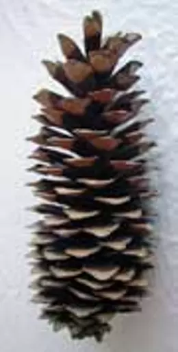 https://starbek-static.myshopblocks.com/images/tmp/nt_135_sugarpine1.5.jpg