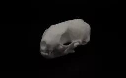 Stoat 2.webp