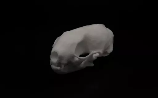 Stoat 2.webp
