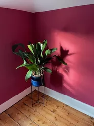 can can plant.webp