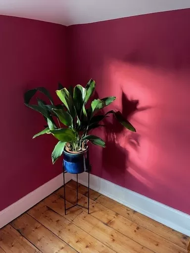 can can plant.webp