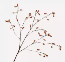 Screenshot 2026-01-28 at 11.40.23.png