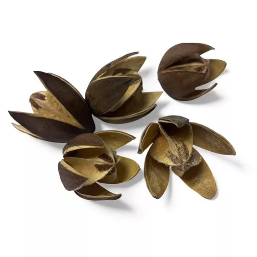 Wild Lily Flower (5)