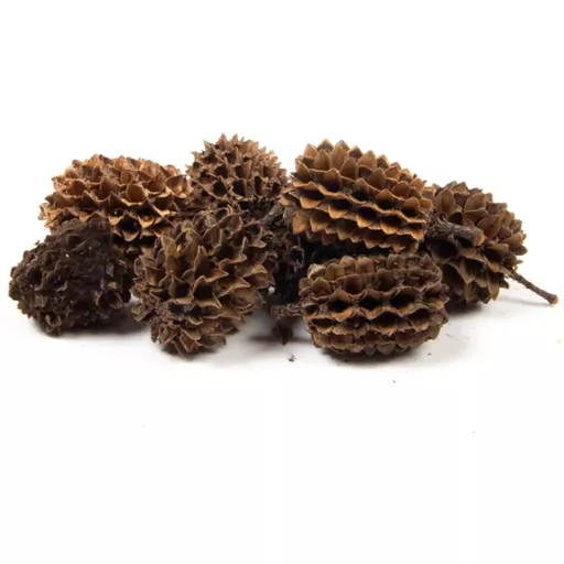 Casuarina Heads