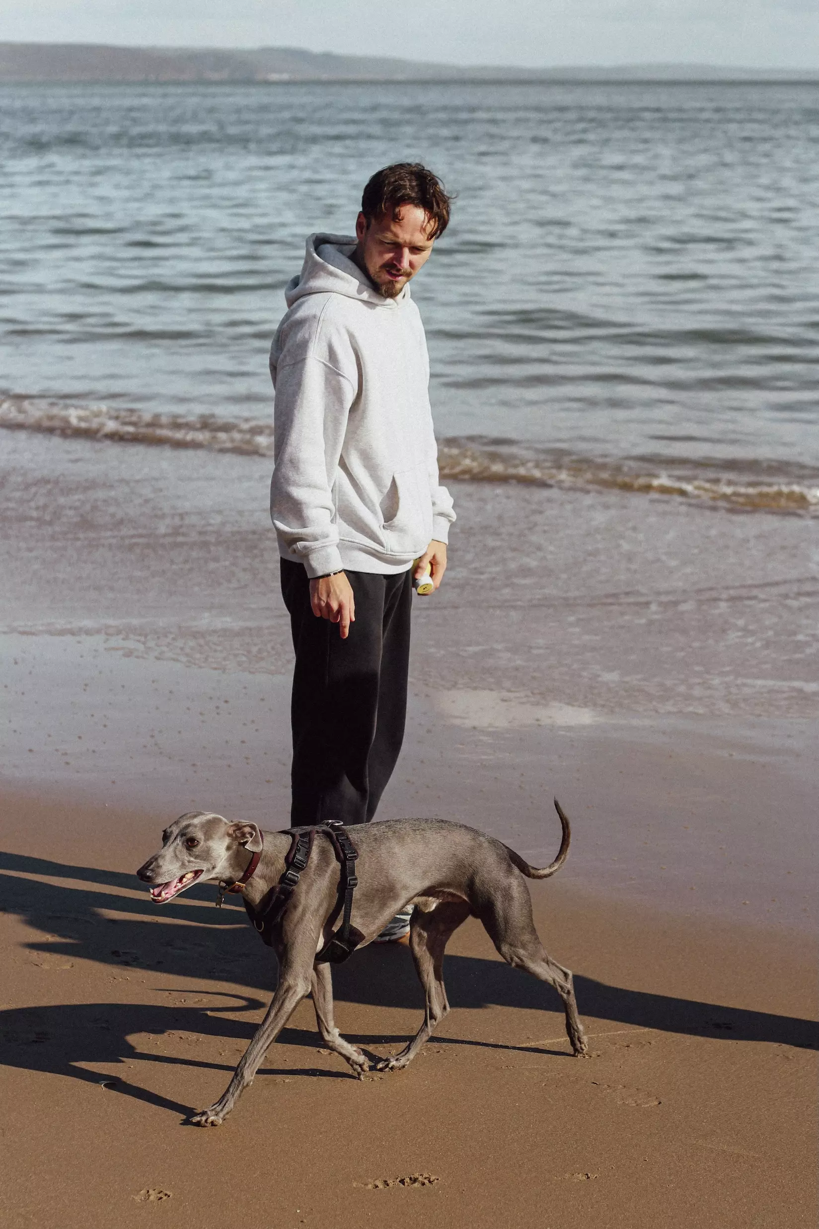 Male and blue whippet stood by the sea on beach