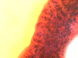 807090.jpg