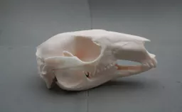 Wallaby 1.jpg