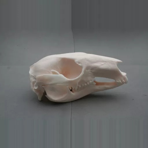 Replica Wallaby Skull