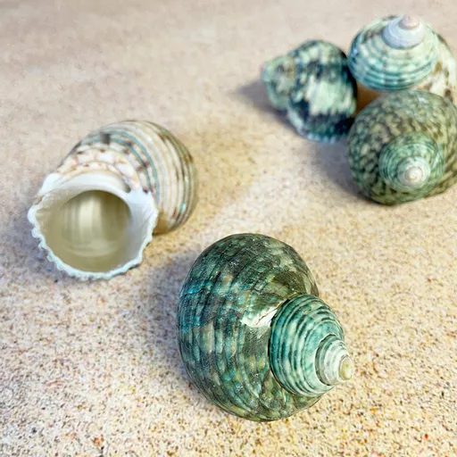 Green Turbo Shells (2-5cm) x 5