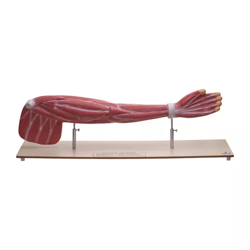 MUSCULAR ARM MODEL