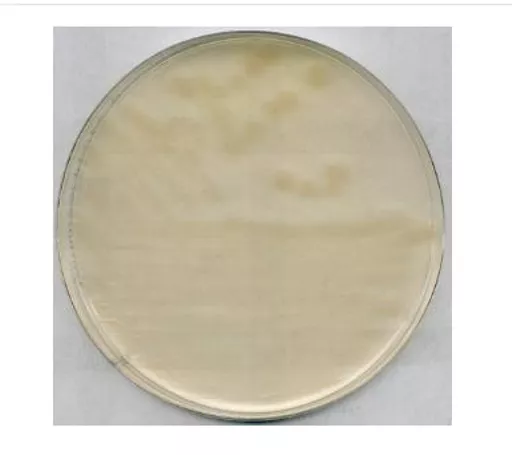 16497499413e7298fff24ca8bc87dbcec81d5188ce.PNG?