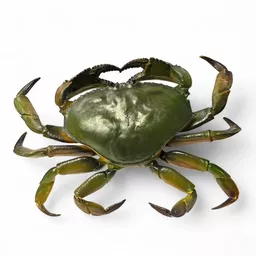 Plastic Crab 2.jpg