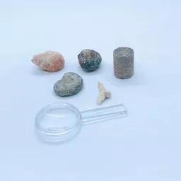 fossils (1).jpg