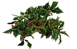 holly bush.png