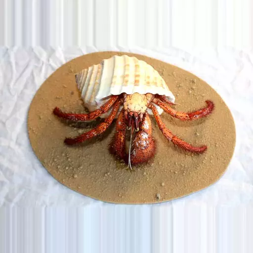 Tonna Hermit Crab