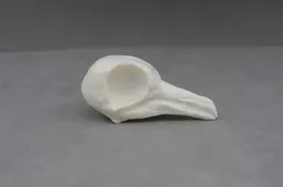 Pigeon 1.jpg
