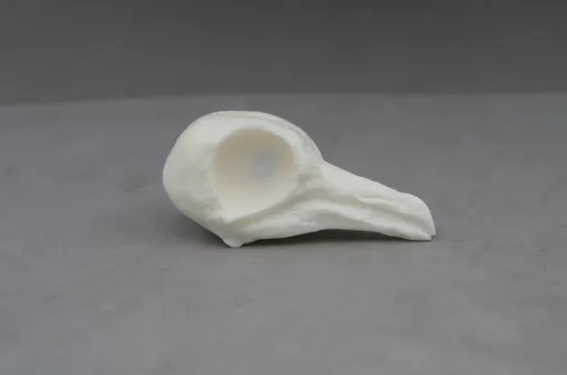 Pigeon 1.jpg