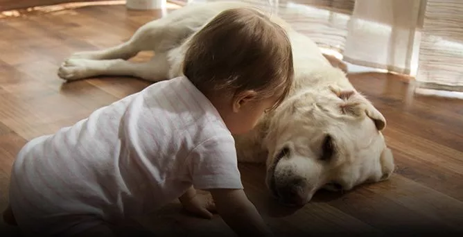 WHICH DOGS ARE SUITABLE FOR CHILDREN